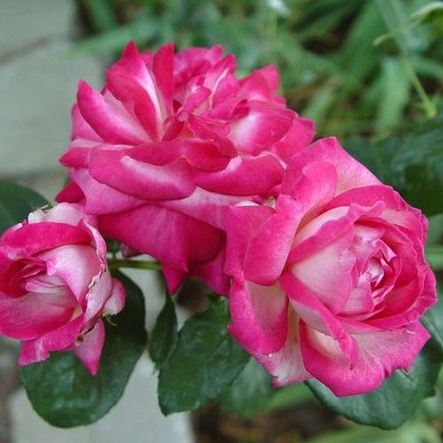 Argintiu cu marginile roz puternic - trandafir pentru straturi Floribunda